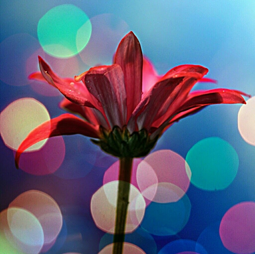 Meet your Posher, Dana